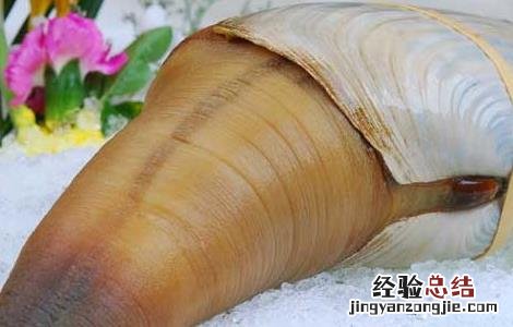 象拔蚌的营养价值及功效与作用 象拔蚌的营养价值