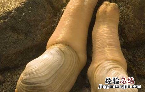 象拔蚌的营养价值及功效与作用 象拔蚌的营养价值