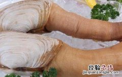 象拔蚌的营养价值及功效与作用 象拔蚌的营养价值