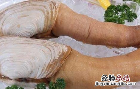 象拔蚌的营养价值及功效与作用 象拔蚌的营养价值