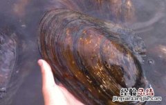 河蚌的营养价值 河蚌的营养价值有多高