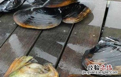 河蚌的营养价值 河蚌的营养价值有多高