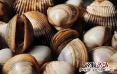 蛤蜊的营养价值