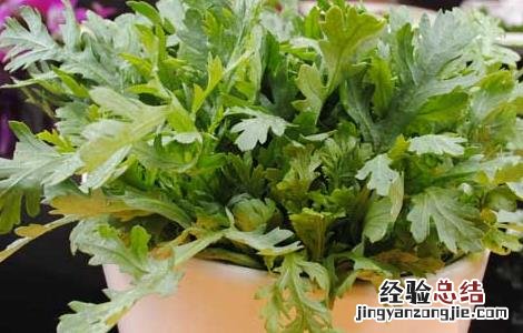 茼蒿的功效与作用及副作用 茼蒿的功效与作用