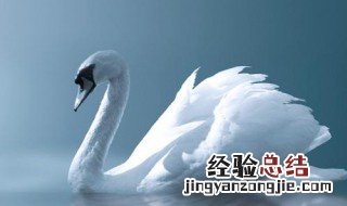 傲慢的天鹅写一段话 傲慢的天鹅写一段话例子