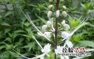 猫须草茶的功效与作用 猫须草茶的功效与作用是什么