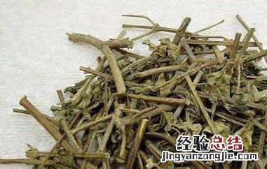 猫须草茶的功效与作用 猫须草茶的功效与作用是什么