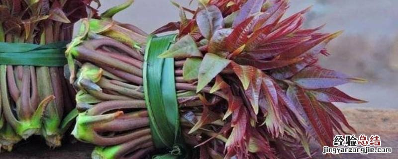 春芽怎样长期保鲜 春芽怎么保存时间长