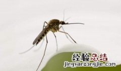最招蚊子的血型 什么血型最招蚊子