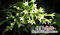 夜来香什么时候开花几点开花 夜来香什么时候开花
