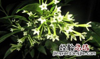 夜来香什么时候开花几点开花 夜来香什么时候开花