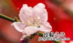 立春下雪的谚语 你都听过吗