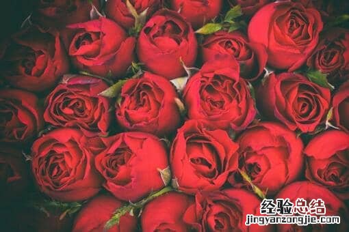 玫瑰价格走势 玫瑰价格暴涨!具体是怎么回事