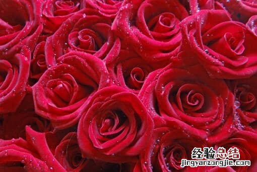 玫瑰价格走势 玫瑰价格暴涨!具体是怎么回事