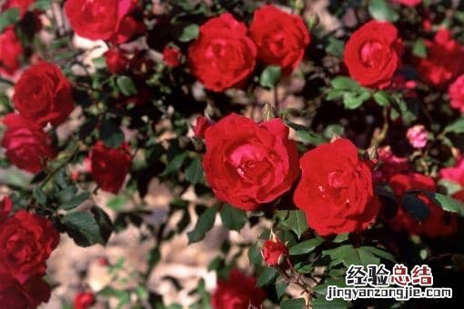 玫瑰价格走势 玫瑰价格暴涨!具体是怎么回事