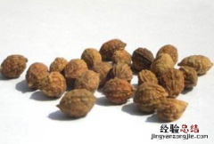 益智仁图片 益智仁