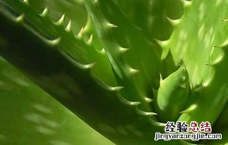 库拉索芦荟可以祛痘吗 库拉索芦荟可以祛痘吗新闻报道