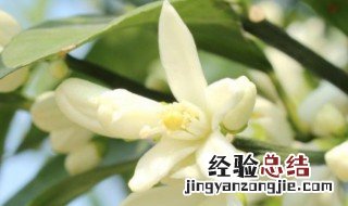苦橙花纯露的功效与作用周小白 苦橙花纯露的功效与作用