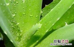 库拉索芦荟怎么护肤 库拉索芦荟怎么护肤效果好