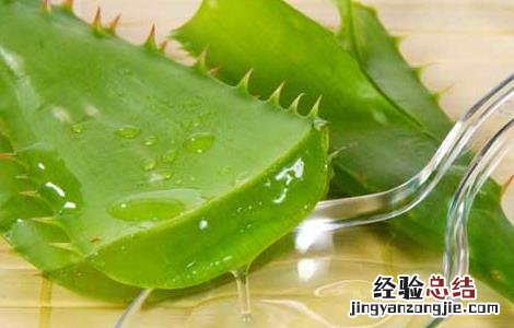 库拉索芦荟怎么护肤 库拉索芦荟怎么护肤效果好