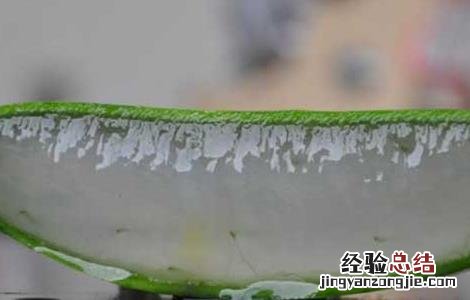 库拉索芦荟怎么护肤 库拉索芦荟怎么护肤效果好