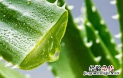 新鲜芦荟的正确用法视频 新鲜芦荟的正确用法