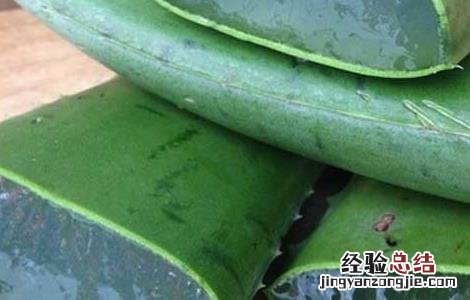 库拉索芦荟生吃有什么好处? 库拉索芦荟生吃有什么好处