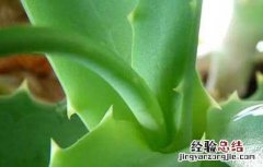库拉索芦荟生吃有什么好处? 库拉索芦荟生吃有什么好处