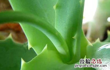 库拉索芦荟生吃有什么好处? 库拉索芦荟生吃有什么好处