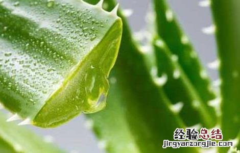 库拉索芦荟生吃有什么好处? 库拉索芦荟生吃有什么好处