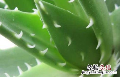 库拉索芦荟生吃有什么好处? 库拉索芦荟生吃有什么好处