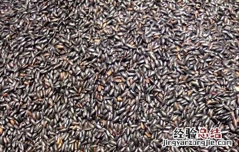 黑米吃多了会怎么样 黑米吃多了好吗黑米吃多了好不