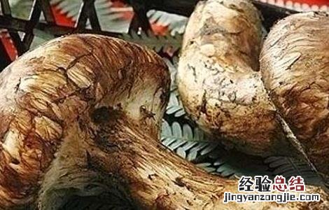 松茸的营养价值 松茸的营养价值及功效与作用