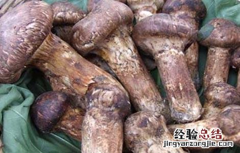 松茸的营养价值 松茸的营养价值及功效与作用