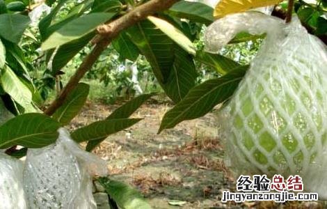 番石榴的籽可以吃吗怎么吃 番石榴的籽可以吃吗