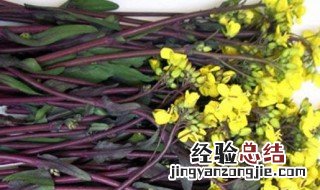 红菜苔的营养价值与功效 红菜苔的营养成分