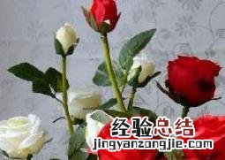 月季花的养殖方法与注意事项 月季花的养殖方法与注意事项有哪些