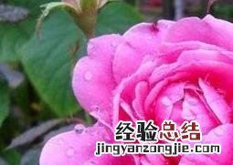 月季花的养殖方法与注意事项 月季花的养殖方法与注意事项有哪些