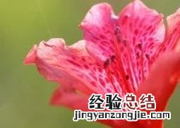 杜鹃花的养殖方法及注意事项图片 杜鹃花的养殖方法及注意事项