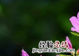 杜鹃花的养殖方法及注意事项图片 杜鹃花的养殖方法及注意事项