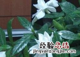 栀子花的养殖方法和技巧 栀子花的养殖方法 盆栽 家庭