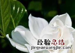 栀子花的养殖方法和技巧 栀子花的养殖方法 盆栽 家庭