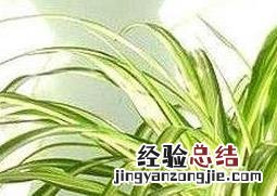 金心吊兰盆栽的功效与作用 金心吊兰盆栽的功效与作用图片