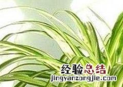 金心吊兰盆栽的功效与作用 金心吊兰盆栽的功效与作用图片