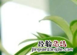 金心吊兰盆栽的功效与作用 金心吊兰盆栽的功效与作用图片