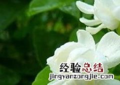 茉莉花的养殖方法与注意事项 茉莉花的养殖方法与注意事项有哪些