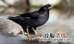 八哥鸟进家风水说法 八哥鸟进家风水说法视频