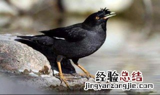 八哥鸟进家风水说法 八哥鸟进家风水说法视频