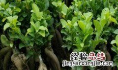 人参榕养殖方法和注意事项 人参榕养殖方法和注意事项图片