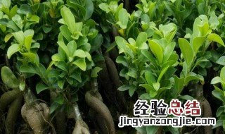 人参榕养殖方法和注意事项 人参榕养殖方法和注意事项图片